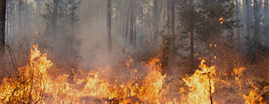 Waldbrandgefahr