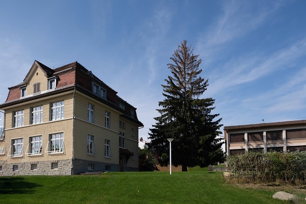 Fichte neben Schulhaus Grund