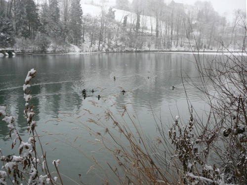 Gübsensee mit schwimmenden Enten im Winter