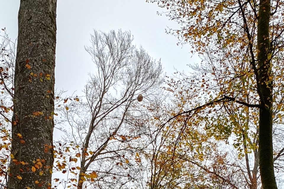 Nest