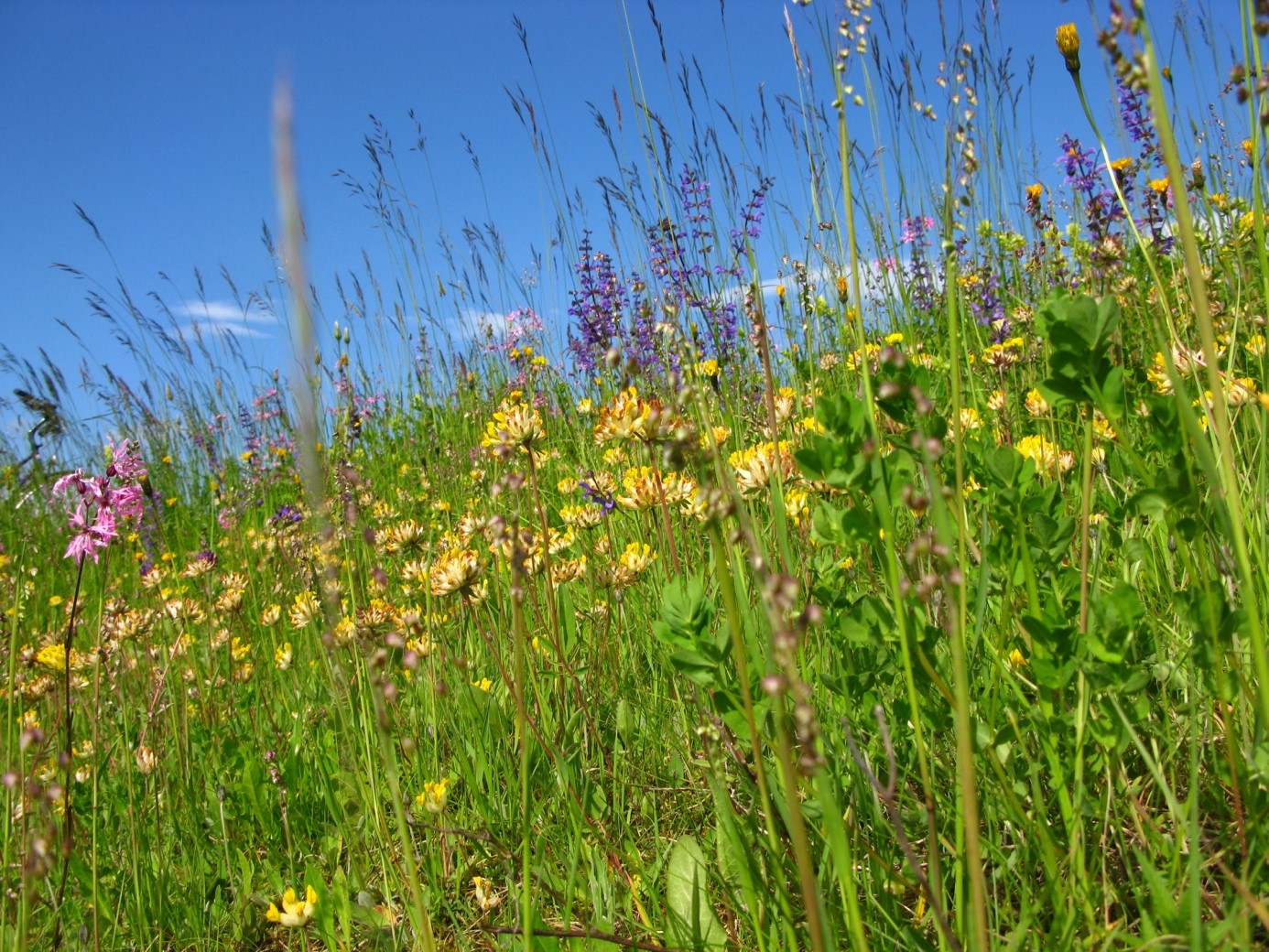 Blumenwiese