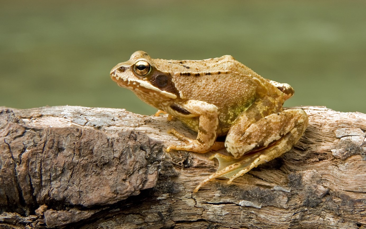 Grasfrosch