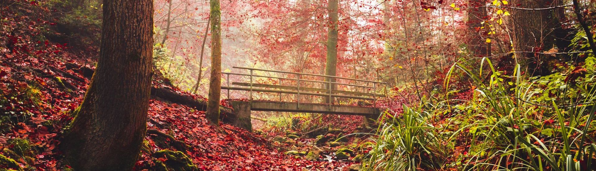 Herbstwald mit Brücke