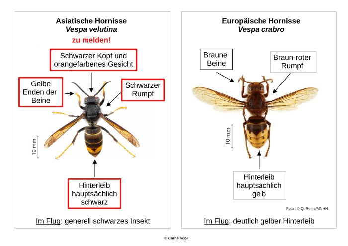 Asiatische und europäsische Hornisse