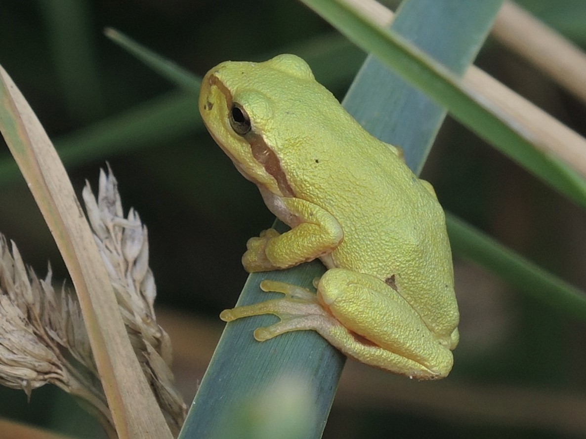 Laubfrosch