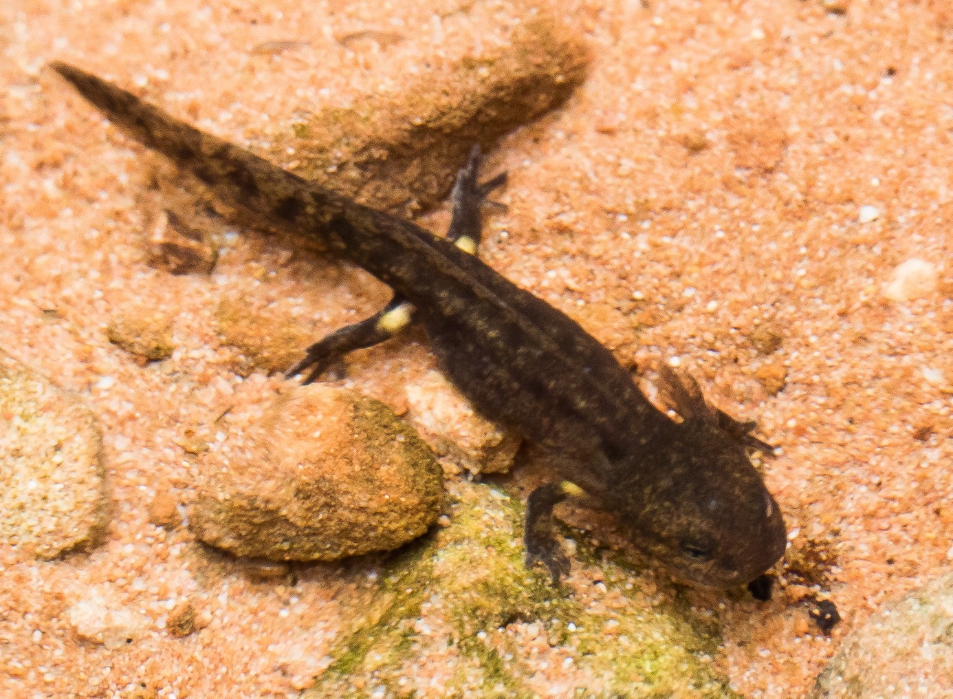 Junger Feuersalamander