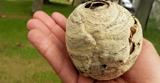 Primärnest: Asiatische Hornisse