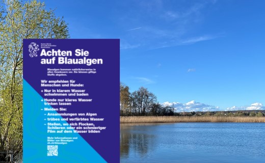 Blaualgen im Greifensee