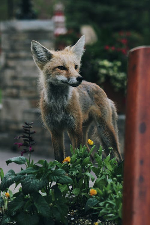Umweltberatung Wildtiere