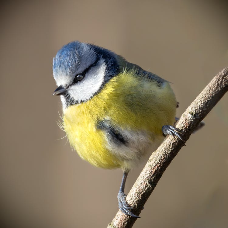 Vogel
