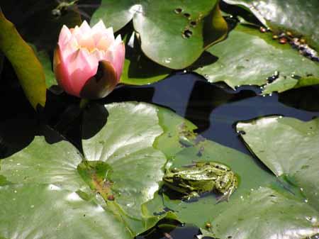 Die nachfolgende Reihe von Bildern, auf denen Wasserfrösche zu sehen sind, zeigt sehr schön die farbliche Anpassungsfähigkeit dieser Tiere auf.