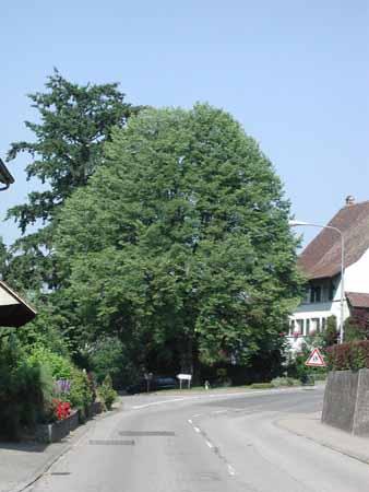 Die über 300-jährige Linde im Dorfzentrum wurde vor etlichen Jahren saniert und ist seither wieder ein gesunder Baum.