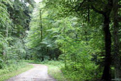 Wald