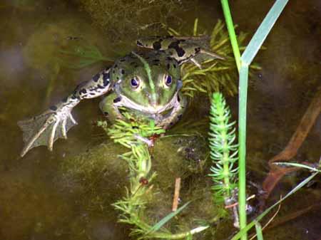 Man muss schon genau hinsehen, um den Frosch auf den ersten Blick zu entdecken.