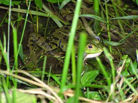 Der Frosch verlässt sich auf seine nahezu perfekte Tarnung und hüpft nur in Notfällen davon.