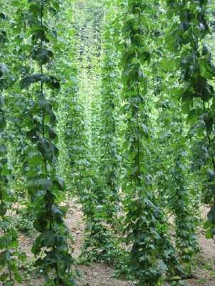 Hopfen und Malz ist hier nicht verloren, sondern Hopfen wird angebaut.