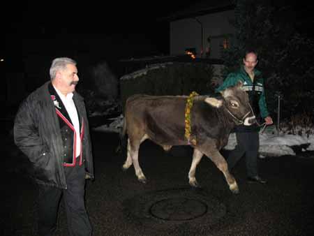 Mit den Schwingern ist auch der Muni des Schwingfestes Aarau da.