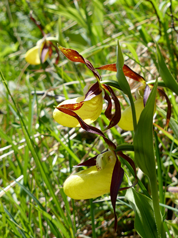 gelber Frauenschuh