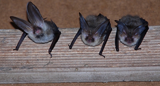 Fledermäuse