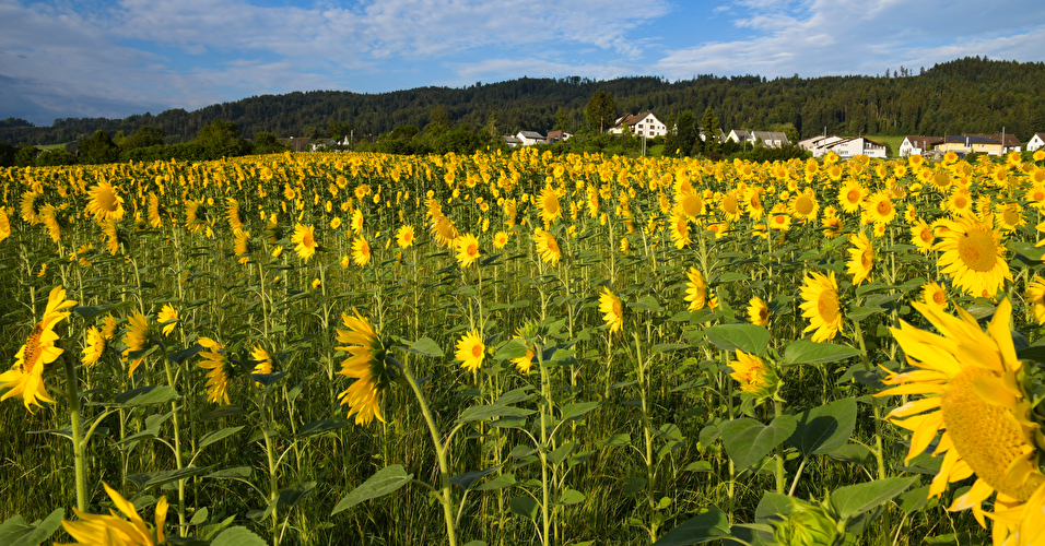 Sonnenblumen
