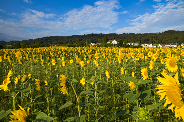 Sonnenblumenfeld