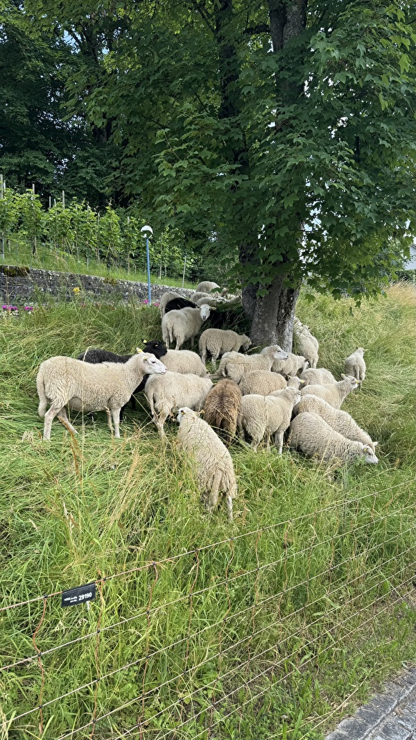 Schafe auf dem Friedhof Egg