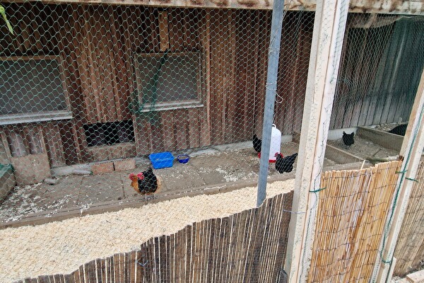 Hühnerstall für 20 Tiere, der Wintergarten mit festem Dach und Netzen an den Seiten, die unten vor Beschädigung durch Picken geschützt sind.