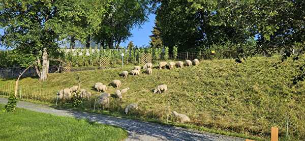 Schafe auf dem Friedhof Egg