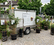 Ausstellung invasive Neophyten