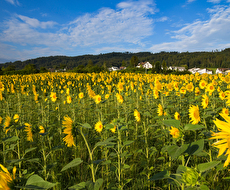 Sonnenblumen
