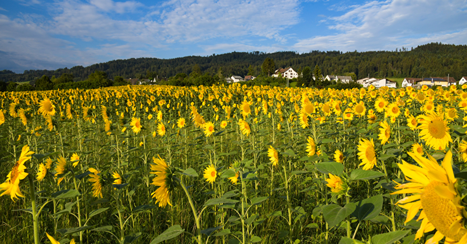 Sonnenblumenfeld