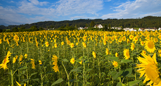 Sonnenblumenfeld