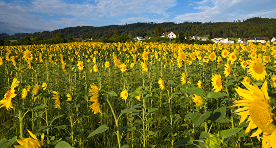 Sonnenblumen