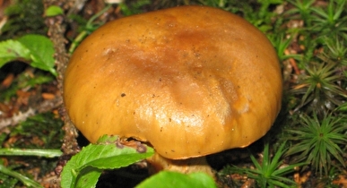 Pilz