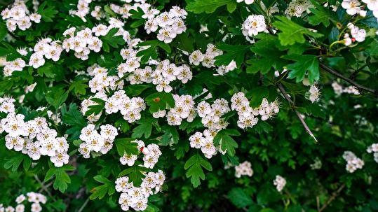 Weissdorn ist eine einheimische Alternative, um invasive Sträu-cher im Garten zu ersetzen.