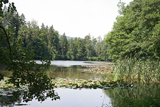 Waldweiher