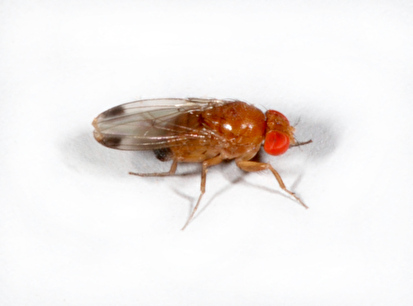 Kirschessigfliege (Drosophila suzukii)
