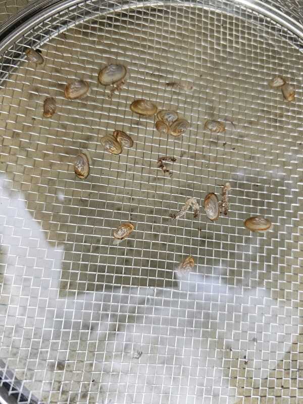 Junge Bachmuscheln