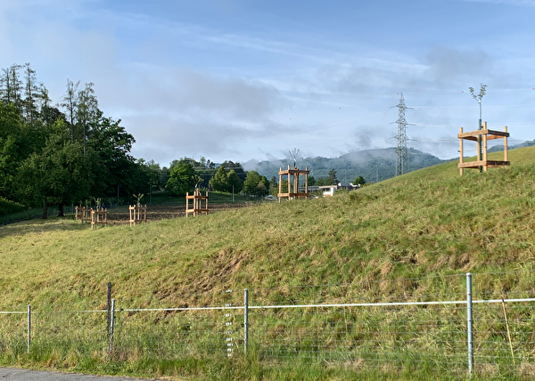 Neue Bäume auf einer Wiese
