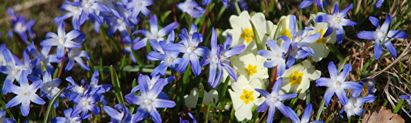 Frühlingsblumen 