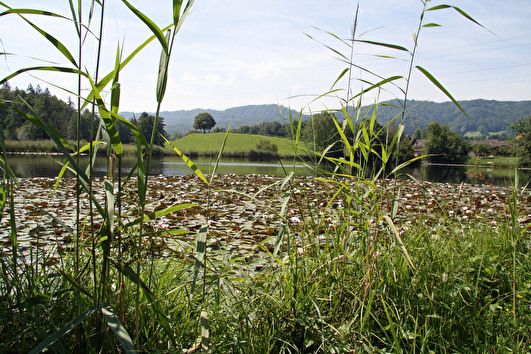 Gattikerweiher