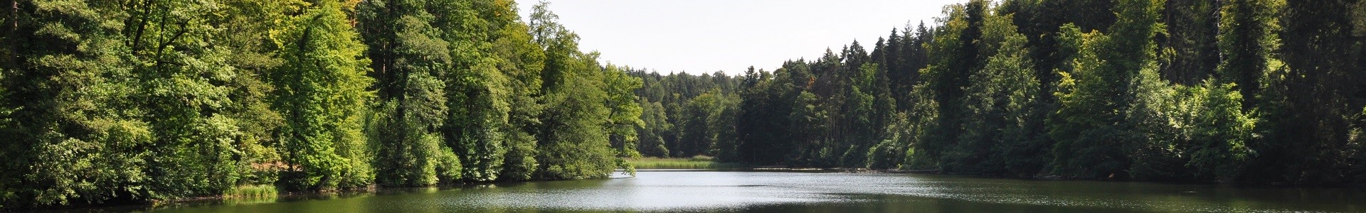 Waldweiher Gattikon