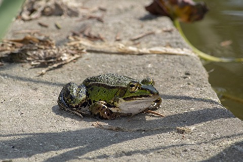 Amphibien Ausstiegshilfe 