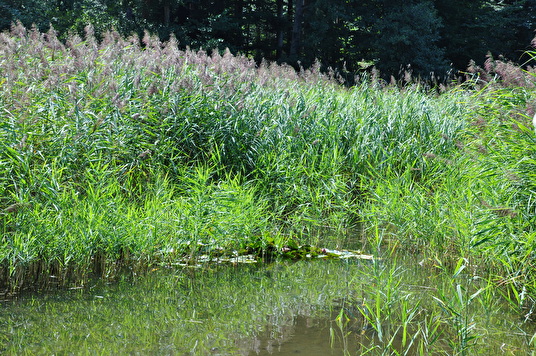 Schilf am Waldweiher nimmt überhand. Durch regelmässiges Mähen wird es leicht reduziert, damit der Schiffsteg freibleibt. 