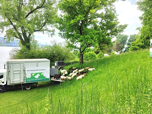 Schafe auf Wiese