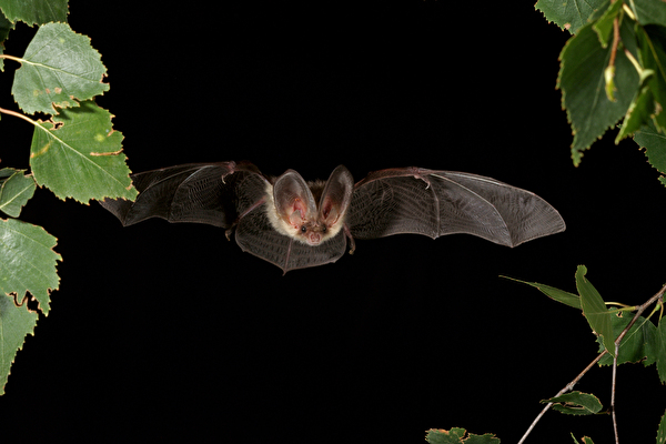 Fledermaus