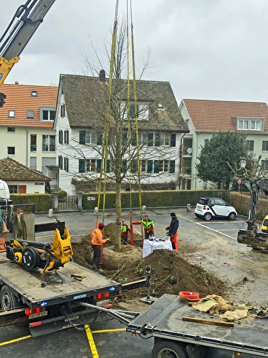 Die von Andreas Friedrich gestiftete Linde wurde am 13. März gepflanzt. 
