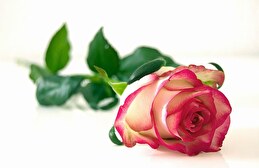 Gratulationsrose