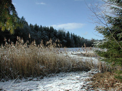 Waldweiher