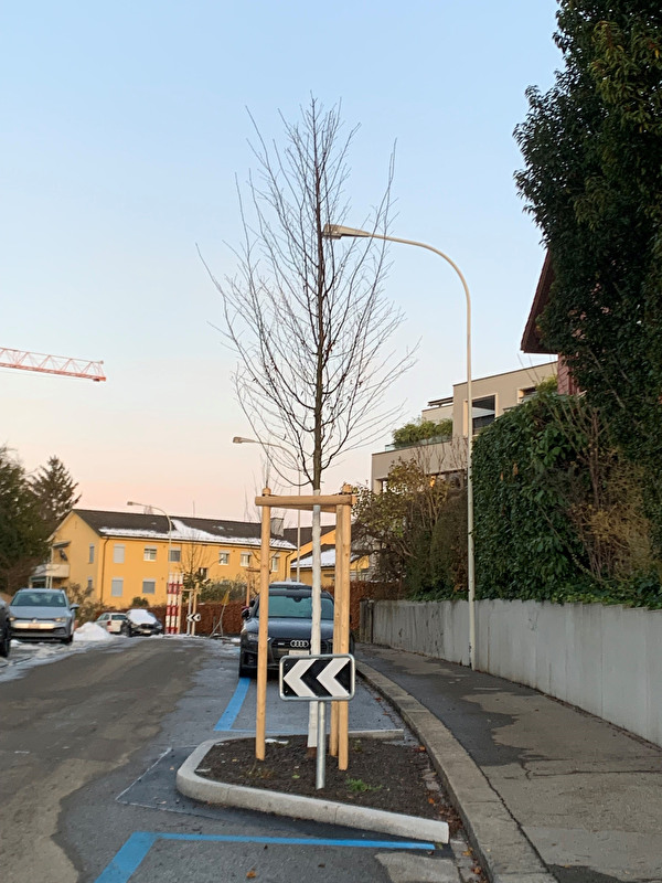 Strasse mit Baum